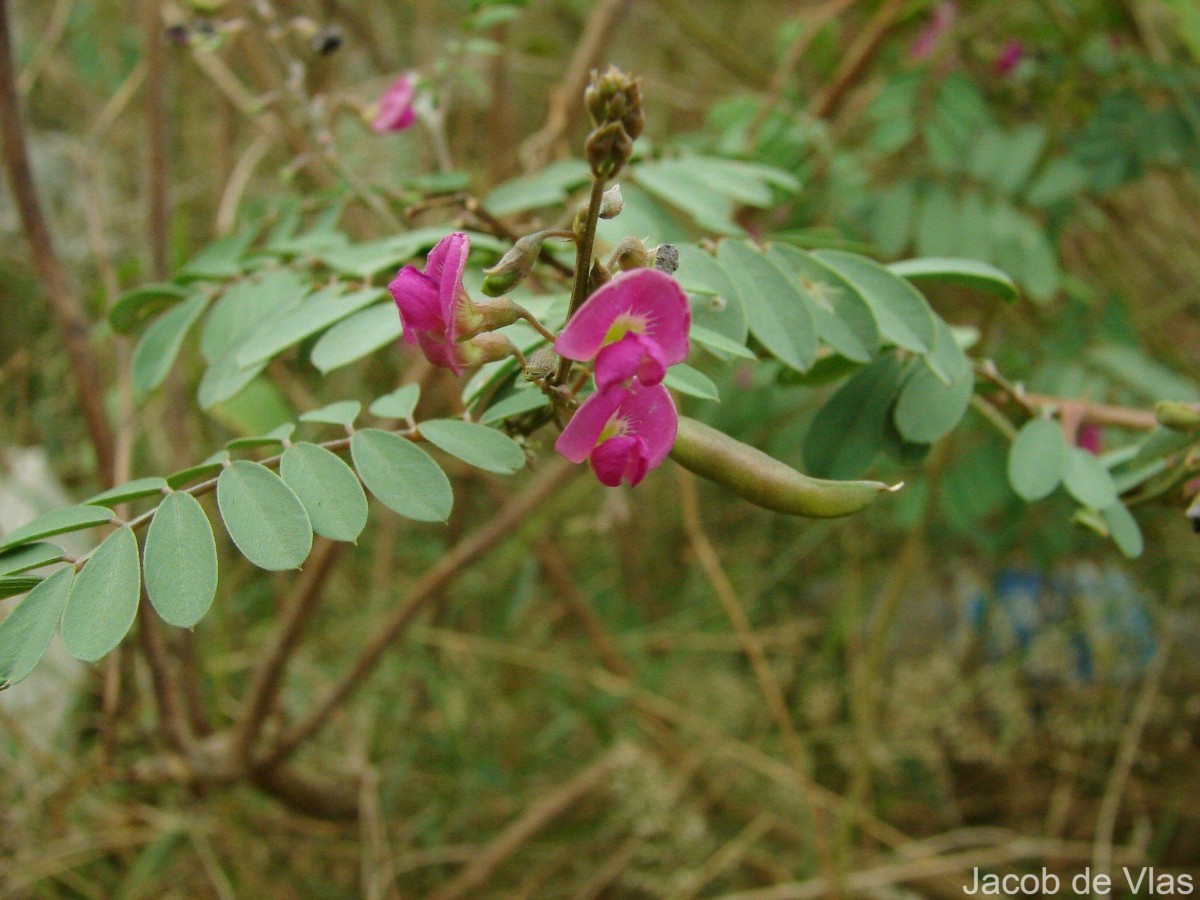 Tephrosia purpurea (L.) Pers.